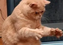 This big (cat demonstrating size)